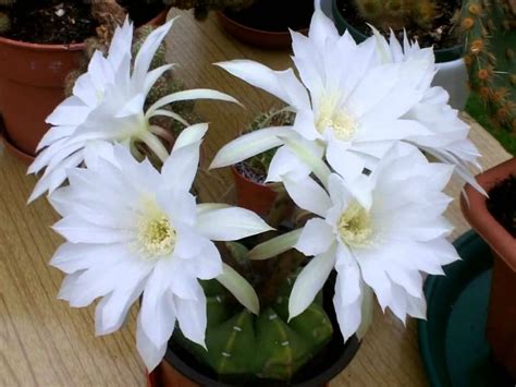 Echinopsis Subdenudata Easter Lily Cactus World Of Succulents