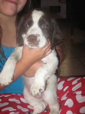 We sell most of our puppies to pet homes, where they will be loved and cared for. AKC English Springer Spaniel Puppies for Sale in Jackson, Michigan Classified | AmericanListed.com