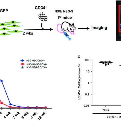 Xenotransplantation Of Cord Blood Cb Cd34 Cells And Tracking Of