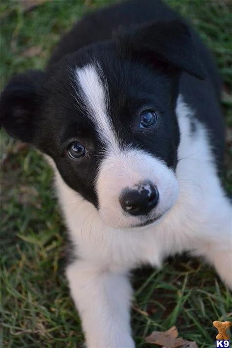47 Border Collie Working Dog For Sale Photo Bleumoonproductions