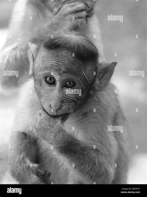 Close Up Portrait Of Baby Monkey Looking At Camera Stock Photo Alamy