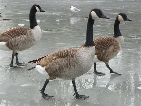 Canada Goose Branta Canadensis Canada Geese Branta Cana Flickr