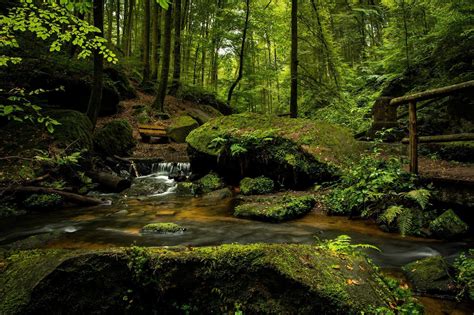 1000 Great Woods Photos · Pexels · Free Stock Photos