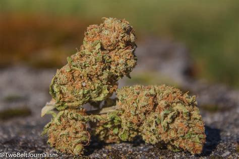 Growers must provide extra support to each plant when cultivating as the plants begin to flower, otherwise the strain of the dense buds will cause branches to snap. The Critical Mass CBD Strain Is A Flower That Helps Manage ...