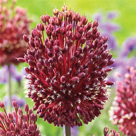 Red Mohican Allium Brecks Premium Bulbs
