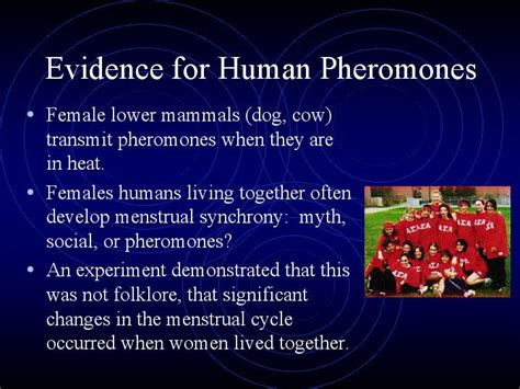 Evidence For Human Pheromones