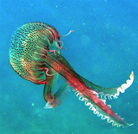 Jellyfish Deep Sea Creatures Ocean Animals Life Under The Sea
