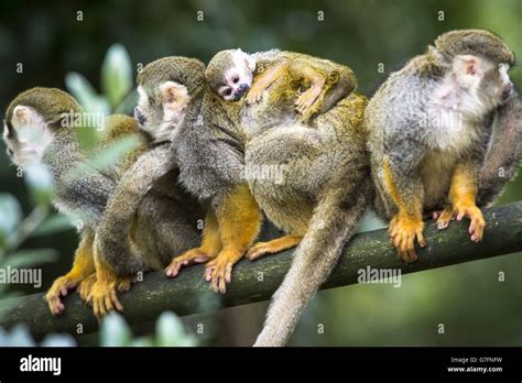A Newborn Baby Squirrel Monkey Clings To Its Mother As The Troop Which