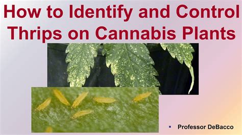 How To Identify And Control Thrips On Cannabis Plants Cannabiz Collective