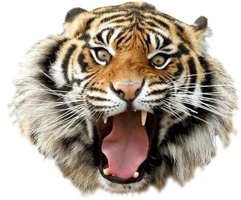 Angry Tiger Png png image