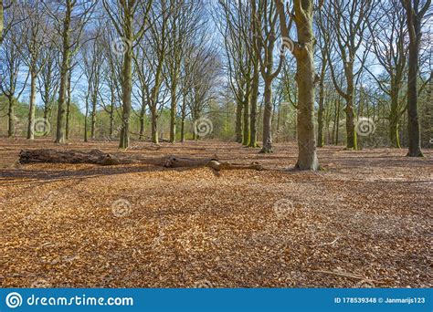 Trees In A Forest Below A Blue Sky In Sunlight In Spring Stock Photo
