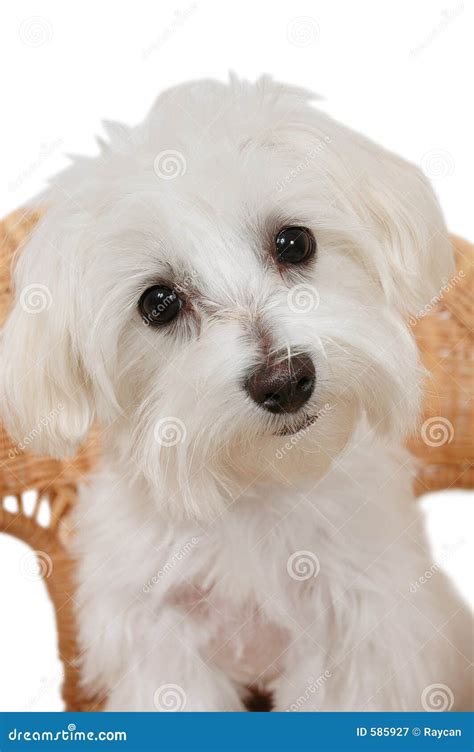 Maltese Puppy 9 Months Old Sitting Royalty Free Stock Image