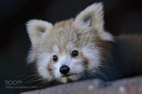 Photograph Red Panda Baby By Josef Gelernter On 500px