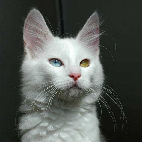 √ 9 Ciri Kucing Anggora Asli Yang Lucu Binatang Peliharaan
