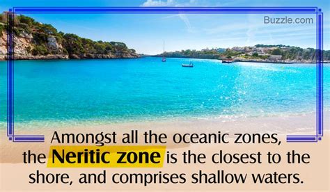 Interesting Facts About The Neritic Zone Layers Of The Ocean Fun