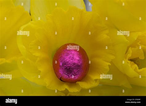 Coloured Foil Wrapped Mini Easter Eggs Framed By A Daffodil Stock Photo