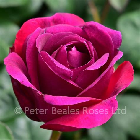 Timeless Purple Bush Rose Peter Beales Roses The World Leaders In