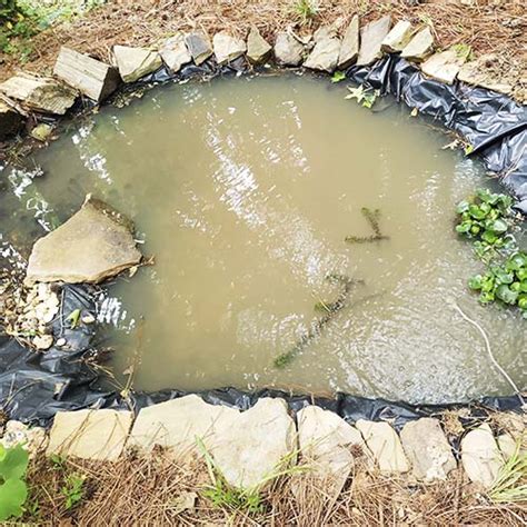 how to clear murky pond water mygardenzone