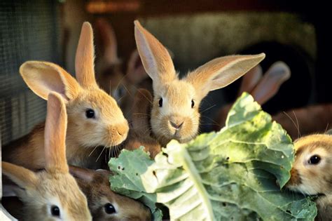 Rabbits Eating Lettuce Photo By Fausto García Menéndez — National