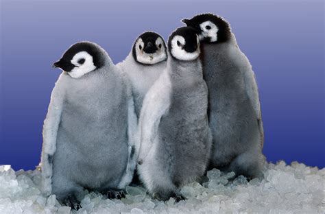 Fileemperor Penguin Chicks At Sea Worldpng Wikimedia Commons