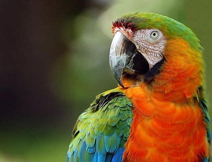 We can also call the most popular pet dog birds in the world because of their beautiful plumage and ability of learning. Types of Macaws to Consider as a Pet
