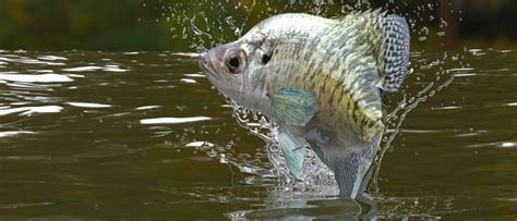 Crappie Fish Pictures Az Animals