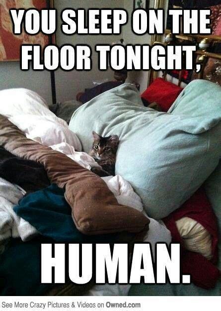 My Bed Funny Animal Pictures Funny Animals Funny Cute