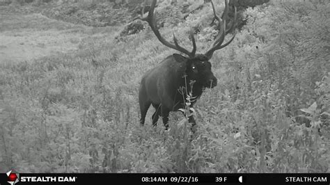 Huge 6x6 Bull Elk In Western Montana Youtube Montana Game Cams