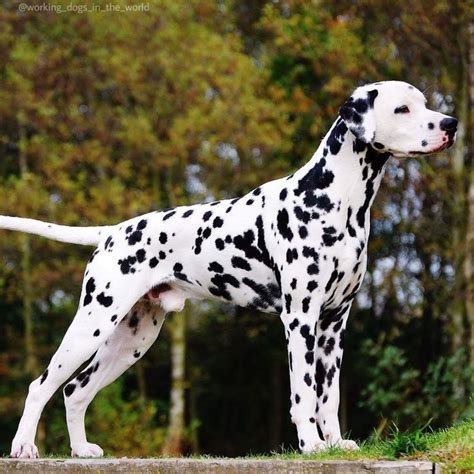 67 Biggest Dalmatian Dog Photo Bleumoonproductions