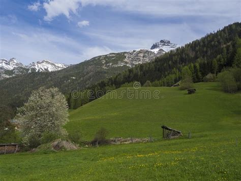 Green Spring Meadow With Haylofts And Blooming Flowers And Trees