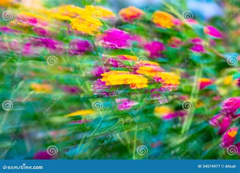 Motion Blur Flower Stock Image Image Of Burst Abstract 34574977