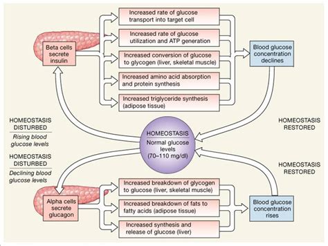 Glucose Regulation