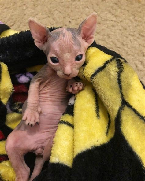 Sphynx Cat Pictures That Will Blow Your Mind In Pretty Cats Cat Pics Sphynx Cat