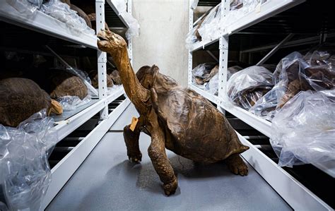 Fantastic Giant Tortoise Believed Extinct Confirmed Alive In The
