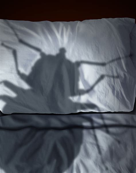 Bed Bug Heat Treatment Kansas Bed Bugs Llc 316 448 1187