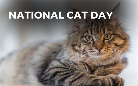 National Cat Day October 29 2023 Angie Gensler
