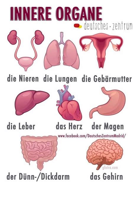 Learn vocabulary, terms and more with flashcards, games and other study tools. 40 besten Wortschatz menschlicher Körper Bilder auf ...
