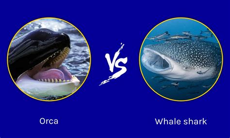 Whale Shark Vs Orca What Are The Differences A Z Animals