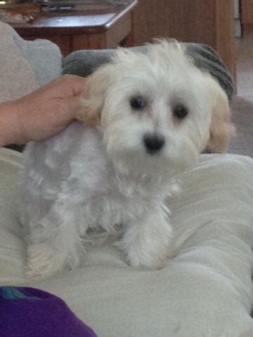 All males, 9 weeks of age, vaccined and dewormed. Maltipoo for Sale in Roseburg, Oregon Classified ...