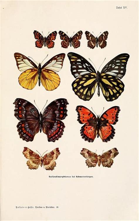Antique Butterfly Print Botanical Prints Pinterest