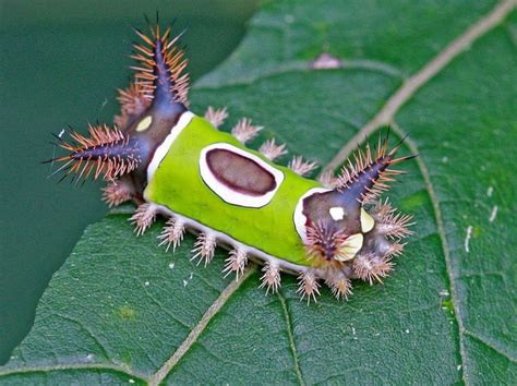 It Was A Right Of Passage To Be Stung By The Saddleback Caterpillar In