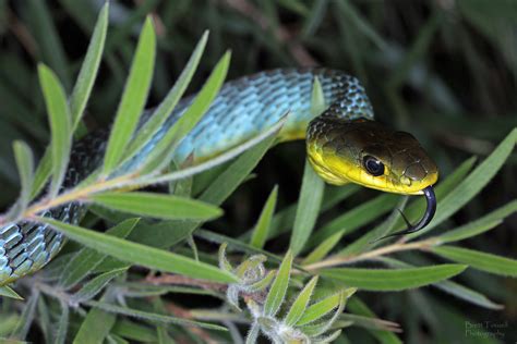 Common Tree Snake Dendrelaphis Punctulatus Sydney Nsw Brett
