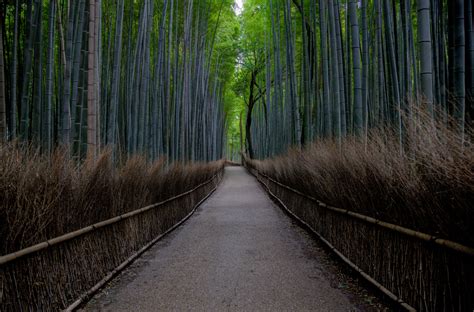 Wallpaper Travel Japan Forest Canon Photography