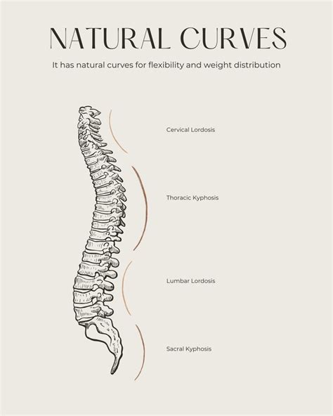 The Spine Has Natural Curves That Help With Weight Distribution And