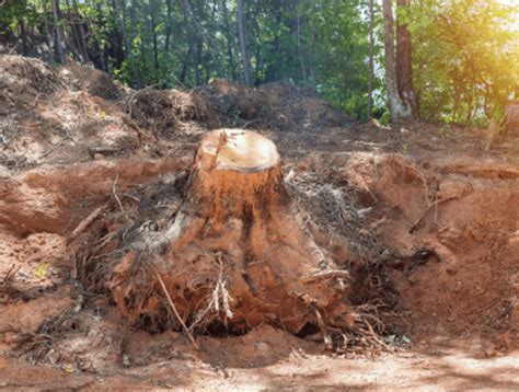 Removing Tree Stumps Without Stump Grinders 4 Simple Methods