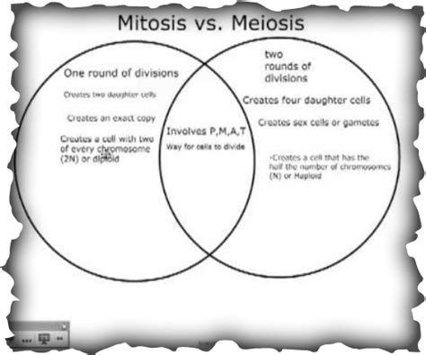 Mitosis And Meiosis Webquest Key Nearpod But Skin Cells And Bone