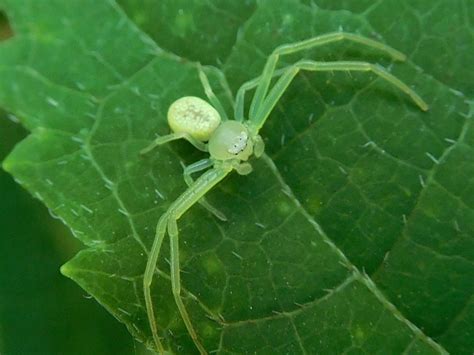 American Green Crab Spider Spiders Of Missouri · Inaturalist