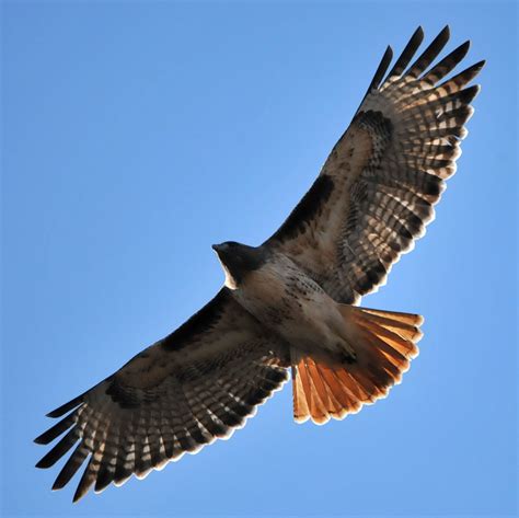 red tailed hawk checklist of birds of frick park · naturalista mexico