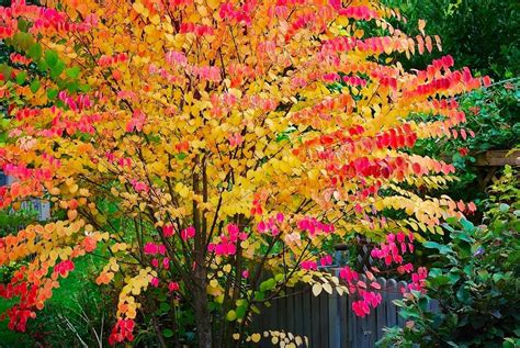 Multi Stem Toffee Apple Tree Cercidiphyllum Japonicum Katsura Tree