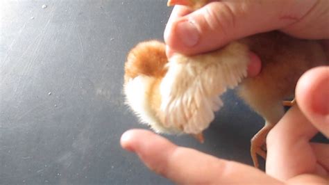 How To Tell The Sex Of A Baby Chicken Youtube